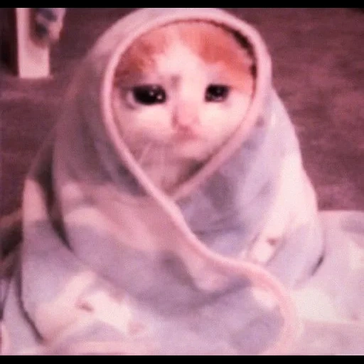 gato, cobertor de cachorro marinho, gato engraçado, gato triste, animal ridículo