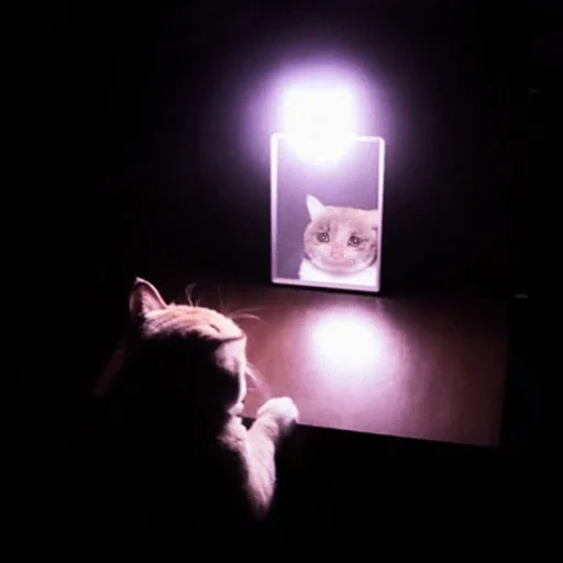 gato, gato, gato, lámpara de gato, querido meme de gato
