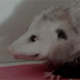 animals, opossum, dwarf hedgehog, domestic opossum, sad opossum