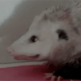 hewan, opossum, landak kerdil, opossum domestik, opossum kesedihan