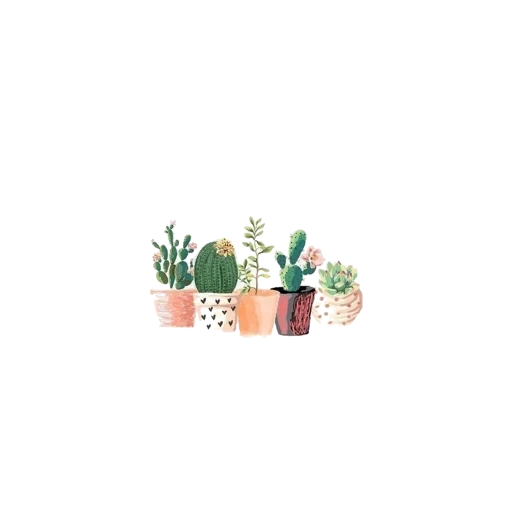cactus, fon cacti, wallpaper cacti, frame cacti, cactus with a white background