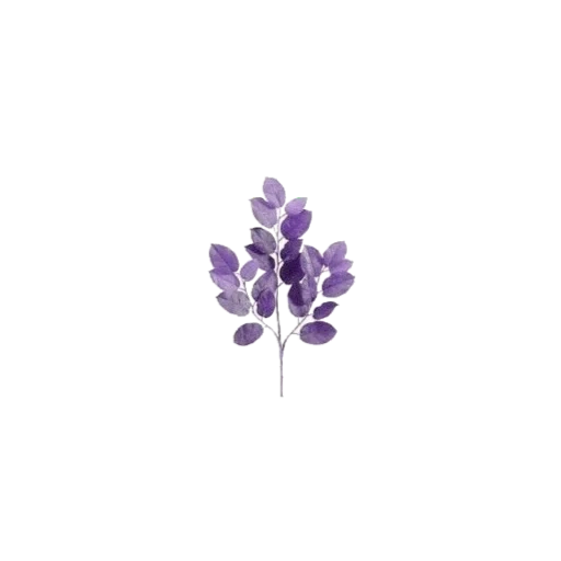 lavender flowers, lavender plant, lavender flowers, lavender illustration, lavender blue olive watercolor