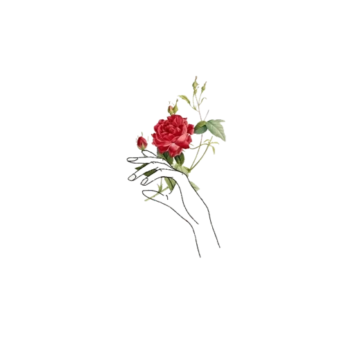 rose flower, red roses, flowers drawing, rose minimalism, flower illustrations minimalism