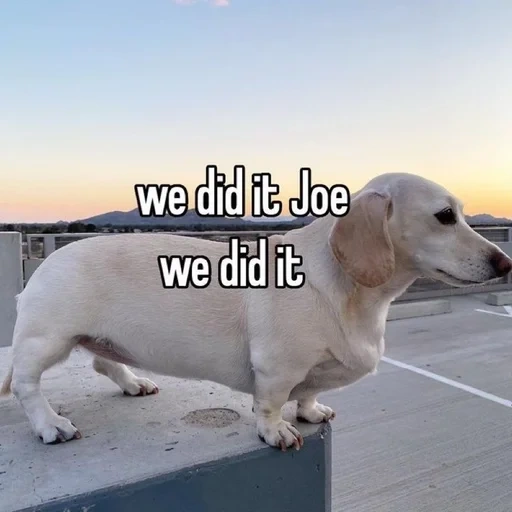 teckel, teckel blanc, labrador, chien du labrador, chien du labrador