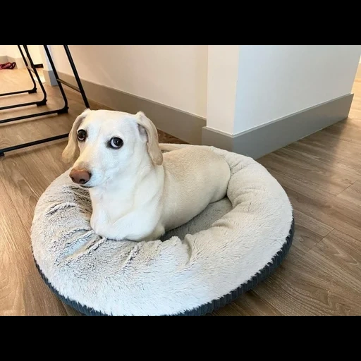 espreguiçadeira do cachorro, cama de cachorro, cama de animal, animais engraçados, loyon de um cachorro grande