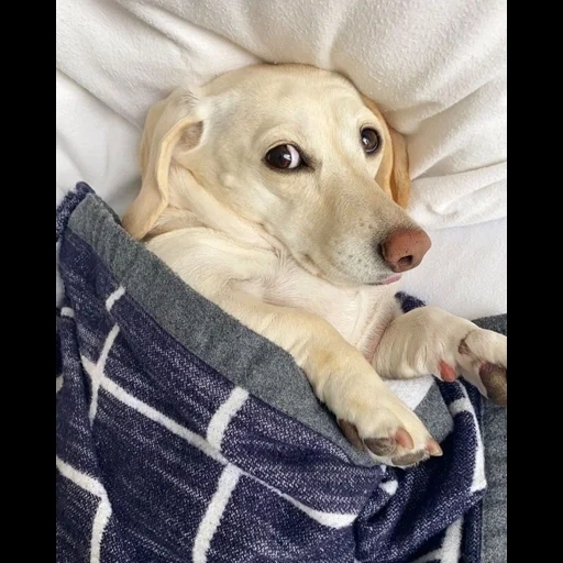 perro, cachorro, animales de perro, labrador, perros