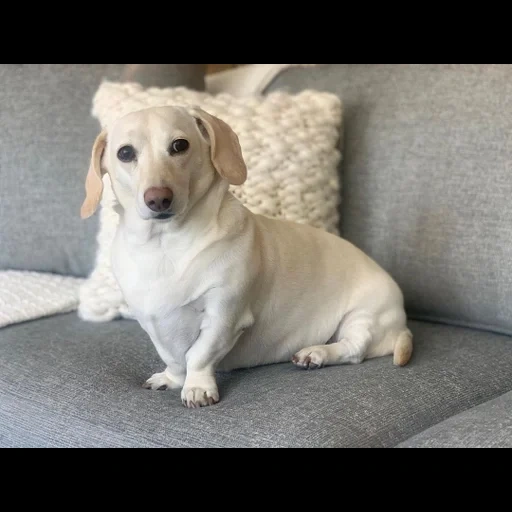 labrador, labrador puppy, labrador dog, labrador variety, labrador hound