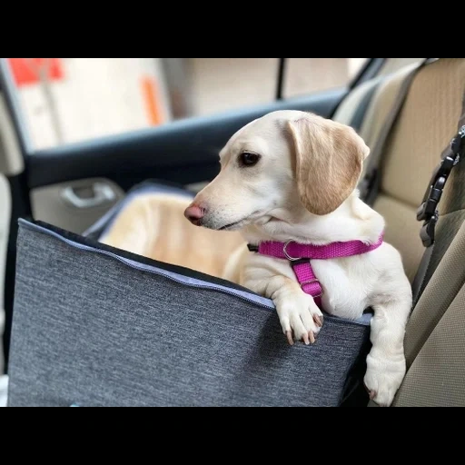 dog, cane, allidy dog, cane labrador, jack russell terrier