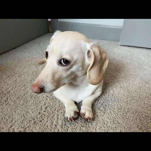 chiens, drôle de chien, labrador, chiens animaux