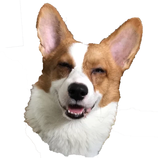 the breed of the velsh of the corgi, dog velsh corgi, velsh cargi pembrock, dog breed velsh corgi, breed velsh korgi pembrock