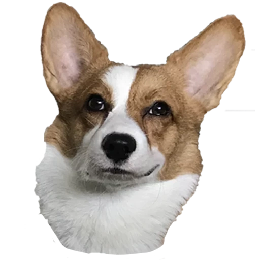 welsh corgi, welsh corgi, pembroke welsh corgi, welsh corgi rasse, pembroke welsh corgi