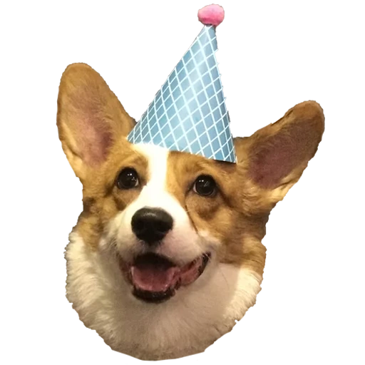 corgi, corgi birthday, corgi birthday, velsh corgi dog, royal corgi dog