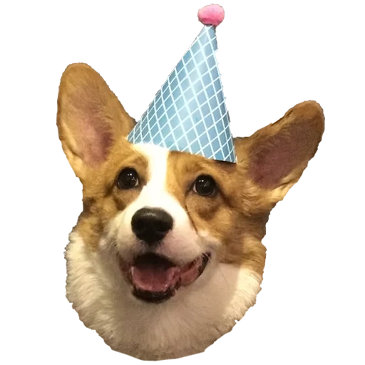 cocky, compleanno di corgi, corgi shouxing, corgi gallese, corgi reale