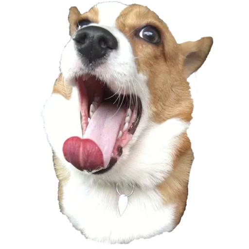 dog, corgi, dog, corgi dog, velsh corgi smile