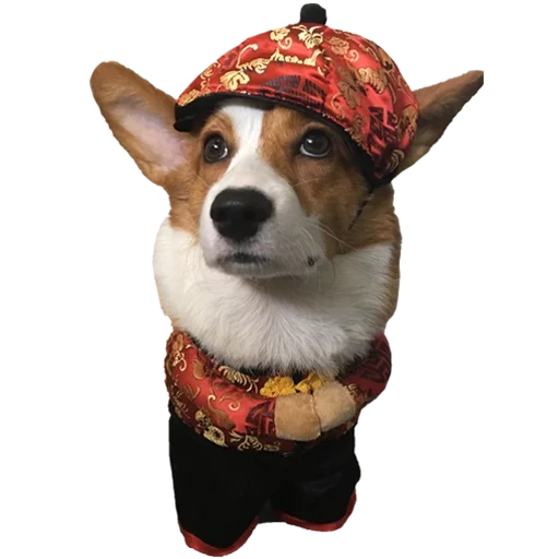 dog, корги, corgi, собака корги, вельш корги собака