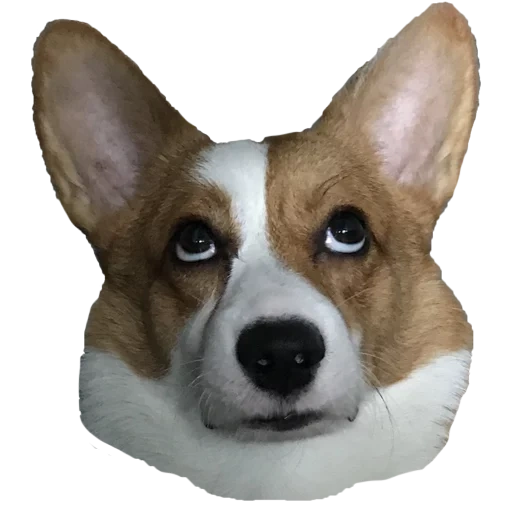 corgi pembroke, welsh corgi, welsh corgi, pembroke welsh corgi, pembroke welsh corgi