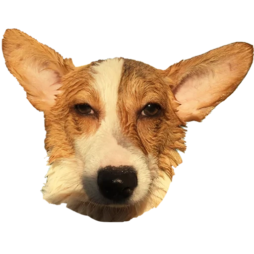 dog, pembroke dog, the breed of the velsh of the corgi, dog velsh corgi, dog breed velsh corgi