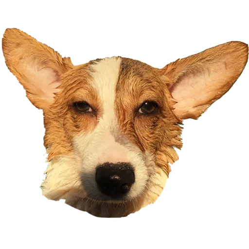 der hund, der pembroke, welsh corgi, welsh corgi, welsh corgi rasse