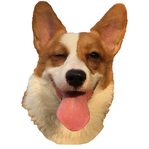 keji, welsh corgi, welsh corgi, pembroke welsh corgi, welsh corky pembroke