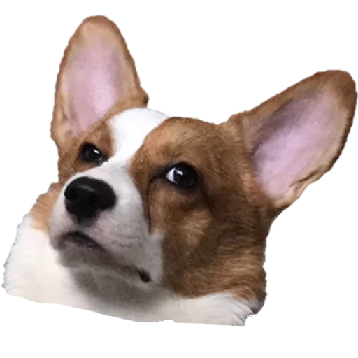 corgi gallese, corgi gallese, pembroke welsh corgi, razza gallese corgi, welsh corgi pembroke dog