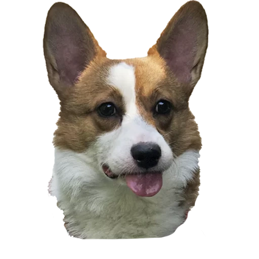 velsh corgi, the breed of the velsh of the corgi, dog velsh corgi, velsh cargi pembrock, breed velsh korgi pembrock