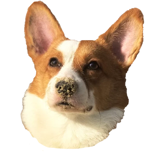 corgi pembroke, welsh corgi, welsh corgi, pembroke welsh corgi, pembroke welsh corgi