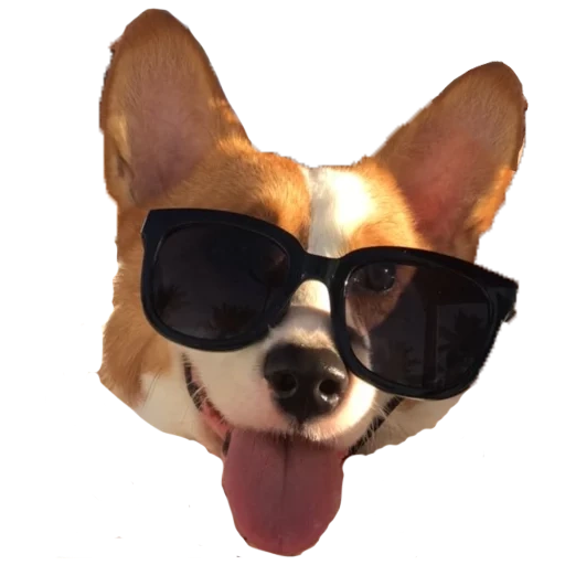 corgi, animaux