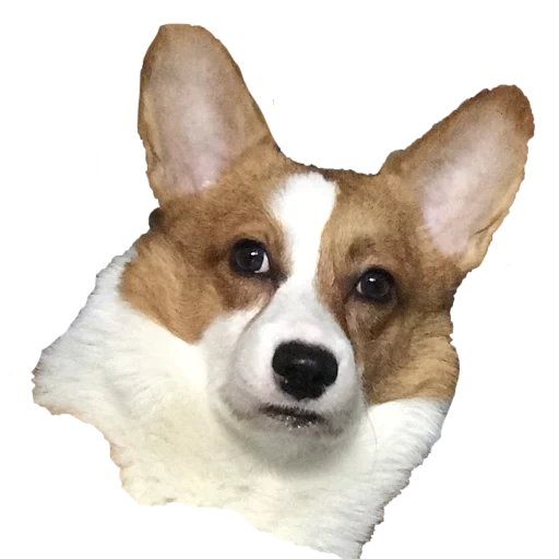 corgi gallese cucciolo, corgi gallese, pembroke welsh corgi, razza gallese corgi, pembroke welsh corgi