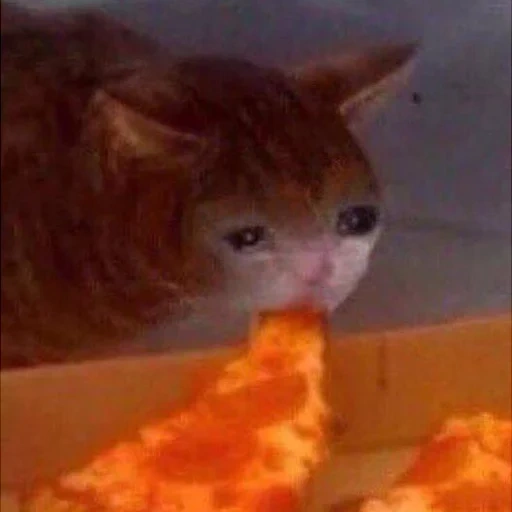 kucing, hewan lucu, kucing yang menangis makan, kucing sedih dengan pizza, kucing lucu itu lucu