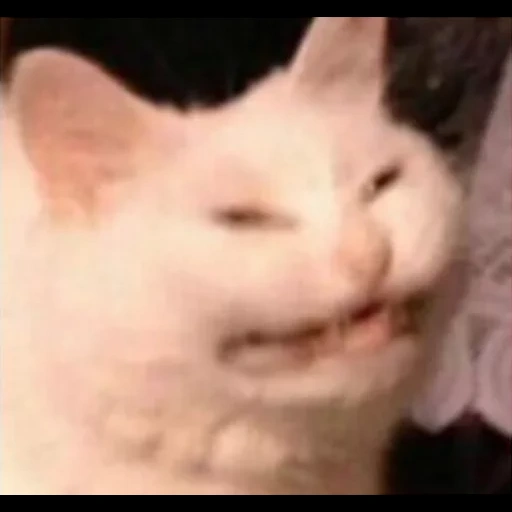 meme de gato, gato yyy, la cara del gato es un meme, la cara obstinada del gato, meme popular de un gato