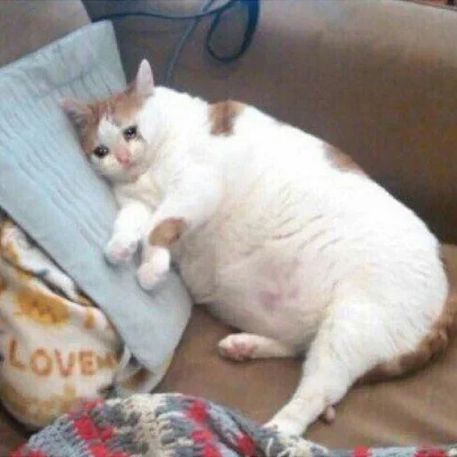 fat cat, fat cat, fat cat, mem fat cat, fat cat meme