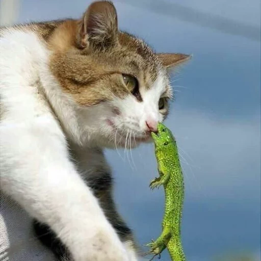 chat, chat, le chat est un lézard, le chat attaque, caméléon de chat