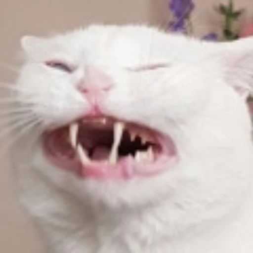 gato, vapor, gato, captura de pantalla, gato blanco malvado