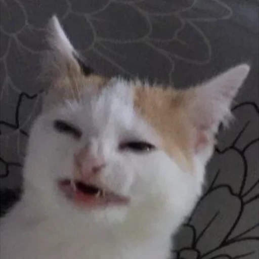 gato, meme de gato, gato memic, meme gat la fu, un gato sonriente que llora