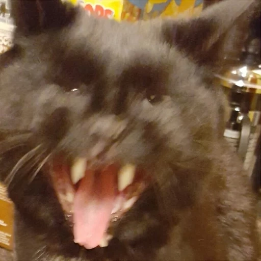 cat, kot's teeth, the cat is black, the cat is smoky, cat animal