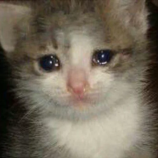 crying cats, kitty with tears, crying cat, crying cat meme, sad cat with tears