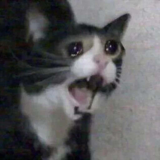 gato de meme, gato gritando, meme de gato llorando, el gato llora el meme, memes de gatos llorando