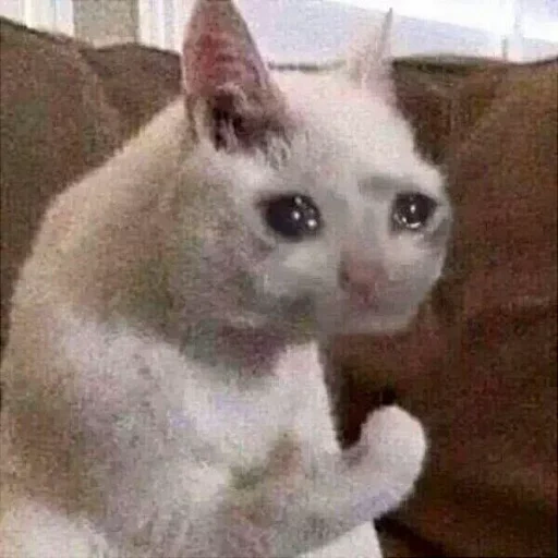 meme de gato, meme de gato, gato llorando, gato llorando, gato llorando con pata