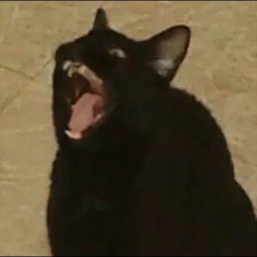 gato, kote, gatos, un gato gritando, gato negro