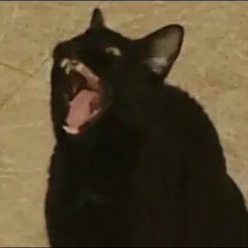 gato, kote, gatos, um gato gritando, gato preto