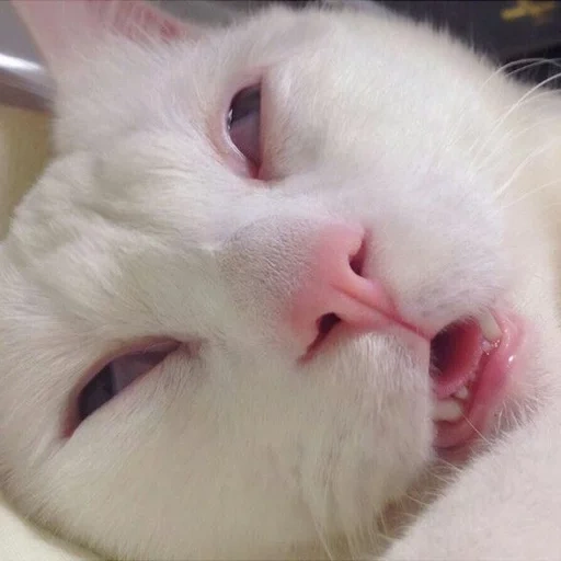 der kater, die katze schläft ein meme, die katzen sind lustig, lustige schlafende katze, süße katzen sind lustig