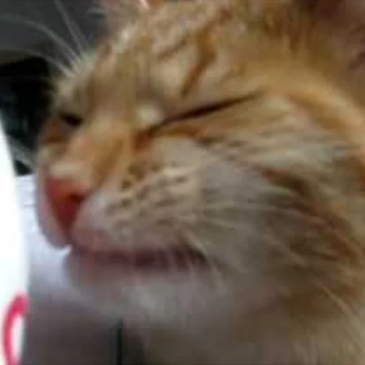 cat, cats, the cat is funny, the cat grimaces, satisfied face