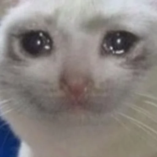 gato, o gato está triste, gato chorando, meme de gato chorando, meme de um gato triste