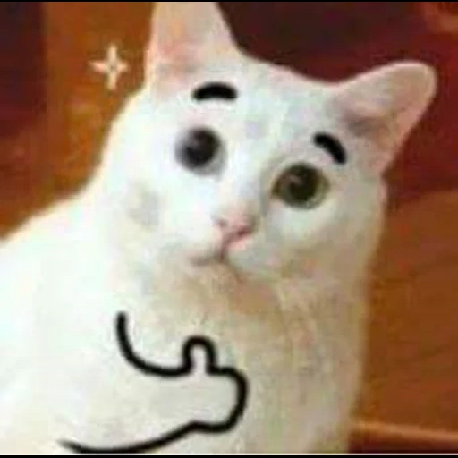 katzenpop, katzen von memes, katze genehmigen, die katze ist mit einem finger hoch, cat zhs jagnrnot