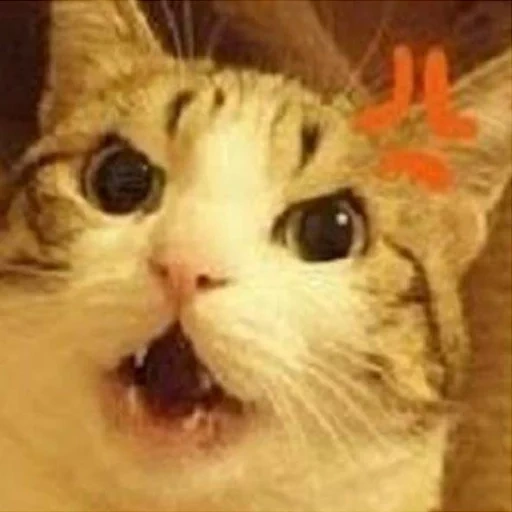 cat, cat meme, cute cat, the cat is funny, the cat is surprised