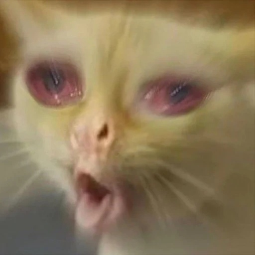 cat, cat meme, coughing cat, coughing cat meme, cat with red eyes meme