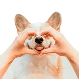 Corgis @stickersb2b