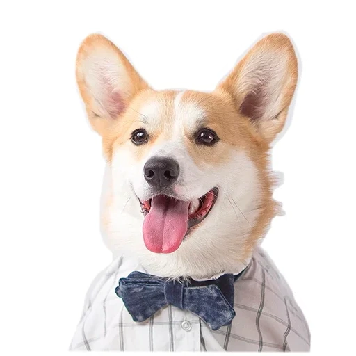 der corgi, welsh corgi, corgi corgi, der corgi, welsh corgi