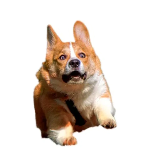 keji, koki pembroke, welsh corgi, welsh corgi, pembroke welsh corgi