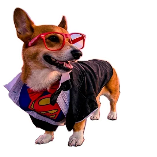 corgi dog, corgi superhero, corgi harry potter, corgi transparent background